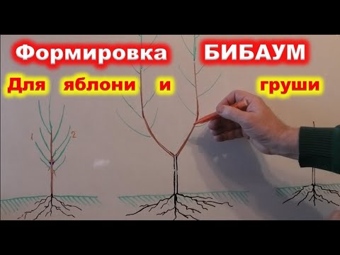 Видео: ФОРМИРОВКА КРОНЫ груши и яблони системой БИБАУМ