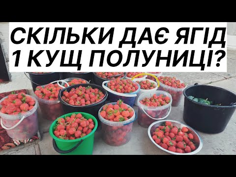 Видео: Скільки ягід можна зібрати з одного куща полуниці?/Продаж полуниці на Поліссі