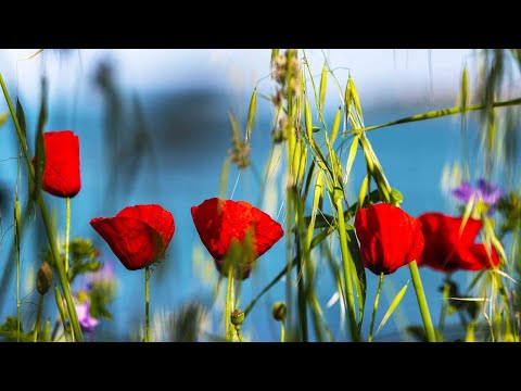 Видео: ЦАРЕВО - Мечтания в синьо