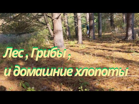 Видео: Поход в лес, грибы, немного домашних дел, и приглашение к стриму!