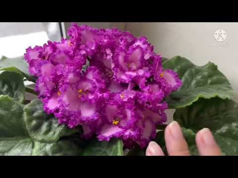 Видео: ТОП-10 сортов для новичков. Собираем коллекцию.