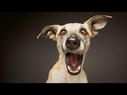 Видео: 1 ЧАС 🐶 Смешные видео с собаками, снятые на камеру! 😂 Постарайтесь не смеяться.