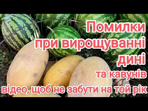 Видео: Помилки при вирощуванні динь та кавунів. Улюблені кавуни 🍉🤗