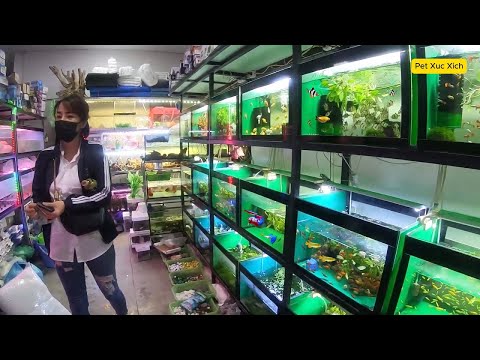 Видео: Внутри рынка аквариумных рыбок в Хайфоне | Бетта, гуппи, кои и другие рыбки | Пешая экскурсия
