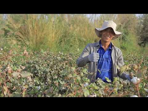 Видео: Первоймай / Ҷиликул / Эргаш Султонов / Дусти / 6-бригада / Бригадир- Эргеш Ширгелдиев
