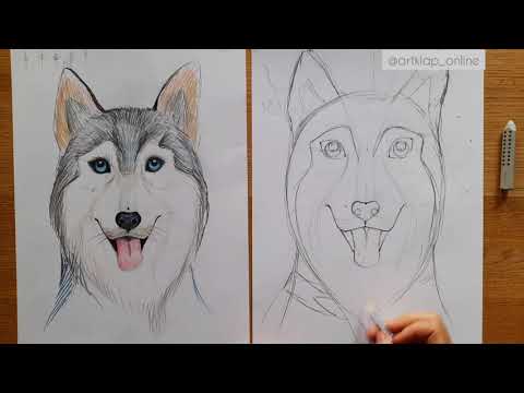 Видео: Как нарисовать собаку хаски / Drawing husky