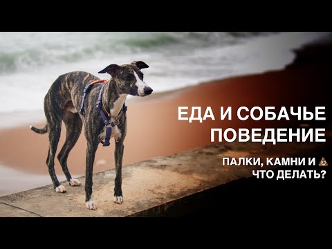 Видео: Почему собаки подбирают на улице и едят 💩? Что с этим делать? Разговор о еде и собачьем поведении