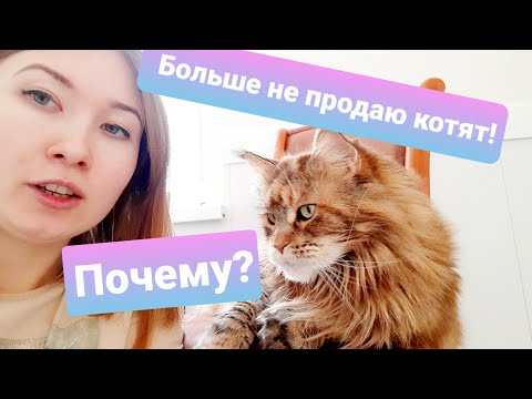 Видео: ЖИЗНЬ С МЕЙН-КУНАМИ/ НЕ ПРОДАЮ КОТЯТ / ЗАКРЫВАЮ ПИТОМНИК