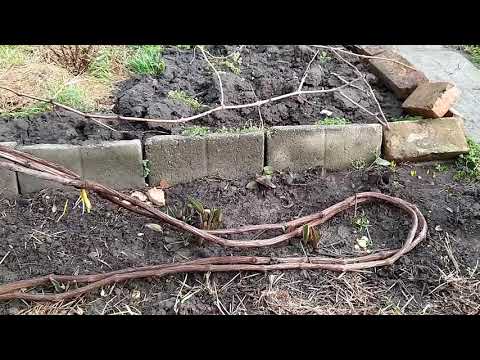 Видео: Сухая подвязка виноградных лоз на горизонтальной плоскости беседки