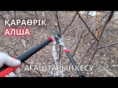 Видео: ҚАРАӨРІК және АЛША Ағаштарын Кесу