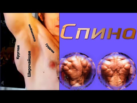 Видео: Спина