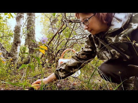 Видео: Вести из Ярославского леса. Оранжевые поляны. Лес удивил.