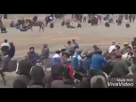 Видео: Болыс палуан көкбөрімен