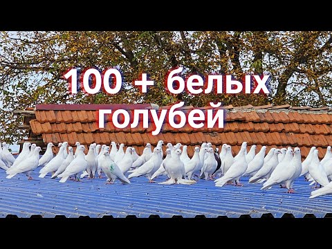 Видео: Сотня + белых голубей
