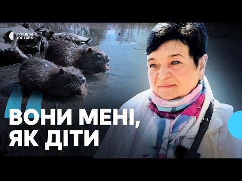 Видео: У Полтаві пенсіонерка більше шести років годує нутрій на березі Ворскли