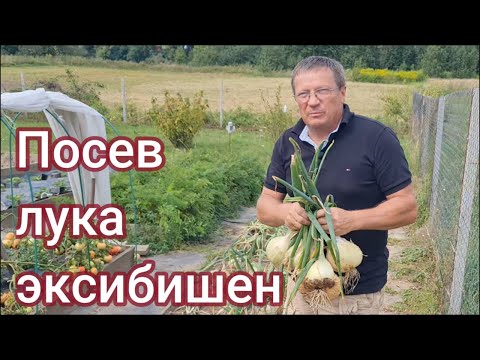 Видео: Как и когда сеять лук ЭКСИБИШЕН