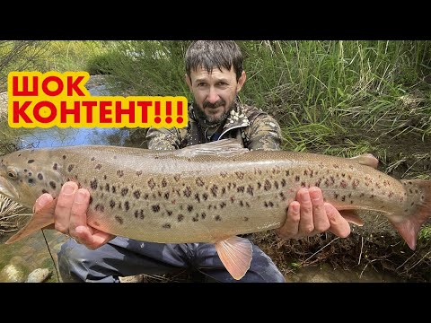 Видео: Форель качок утащила  в воду ! драма в трех действиях !
