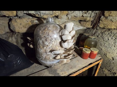 Видео: Вешенки в погребе без заморочек.