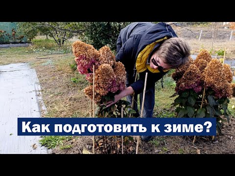 Видео: КАК ПОДГОТОВИТЬ метельчатые гортензии К ЗИМЕ: Основные этапы