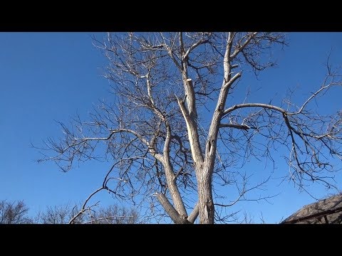 Видео: Спиливаем уж очень крупный орех весной бензопилой с лебёдкой около здания  ...