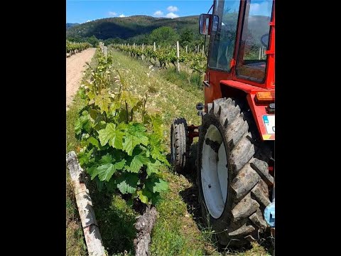 Видео: №3 ПРЪСКАНЕ НА ЛОЗЯ