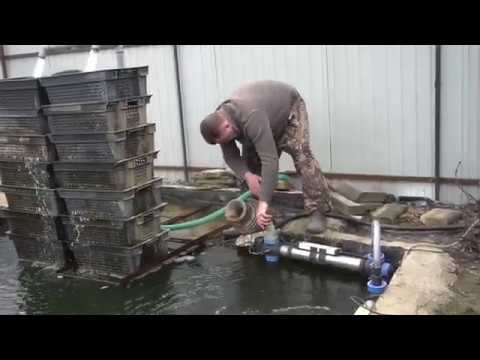 Видео: Готовим пруд с осетрами к лету.