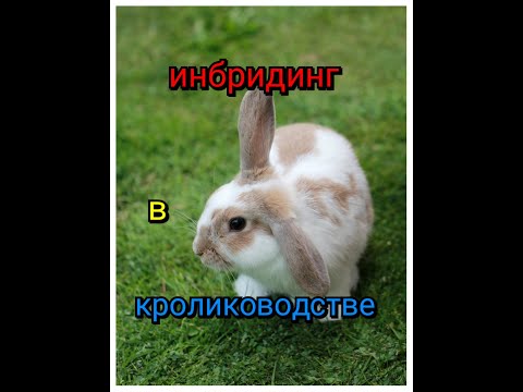 Видео: ИНБРИДИНГ . НУЖЕН ИЛИ НЕТ? К ЧЕМУ ПРИВОДИТ НЕДОБРОСОВЕСНОЕ ОТНОШЕНИЕ