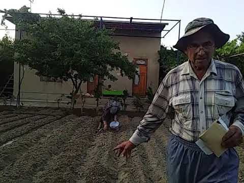 Видео: САРИМСОК ЭКИШ ВАКТИ ( ЧЕСНОК)