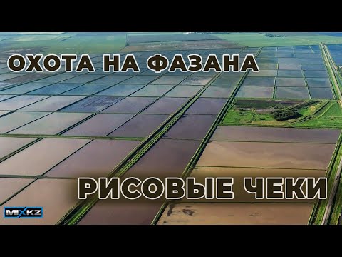 Видео: Открытие сезона охоты на фазана с лайкой, РЕЛ фазан, Рисовые Чеки, Дикий фазан