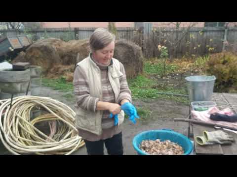 Видео: Тёплый денек , пора садить чеснок.