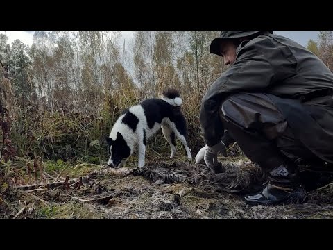 Видео: По следам хищников. Волки, медведь и Рысь