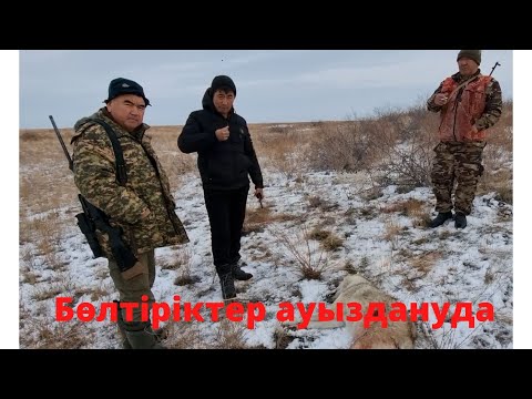 Видео: Қазақтың соғымы ағашта өспейді!!!