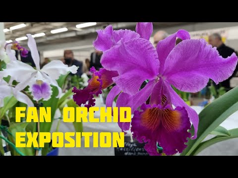 Видео: Fan Orchid. Выставка орхидей в Санкт-Петербурге 