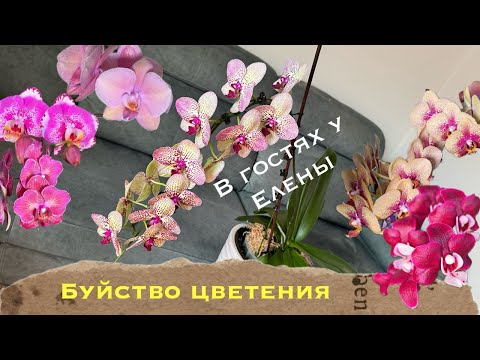 Видео: В гостях у Елены часть 1️⃣ Обзор, посадки и уход для пышного цветения орхидей 🔥#orchid