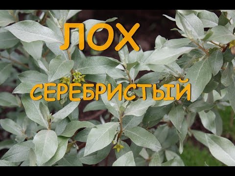 Видео: ЛОХ Серебристый. Ароматный ,красивый кустарник.