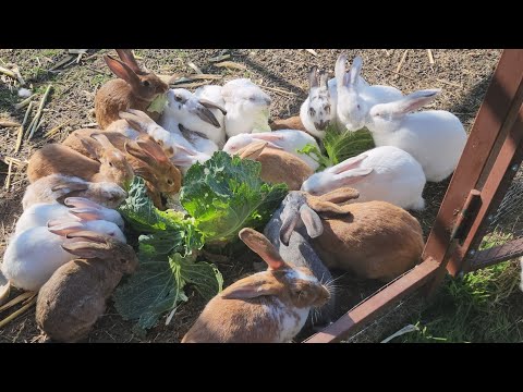 Видео: Тёплые дни в начале сентября.