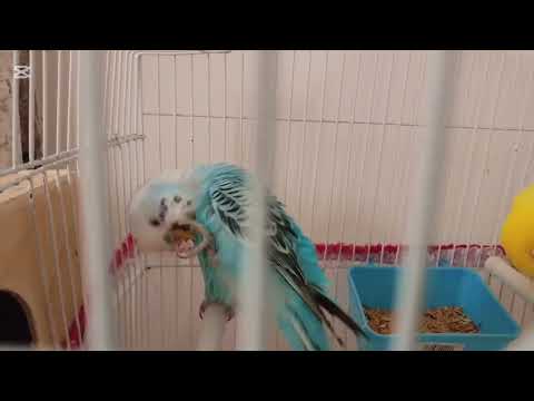 Видео: 1 октября 2025 г.