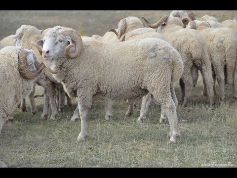 Видео: Бараны производители породы Ставропольский меринос. АгроФирма ПИК ПЛЮС, Калмыкия