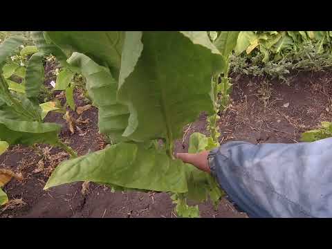 Видео: вторая ломка сорта гавана 992