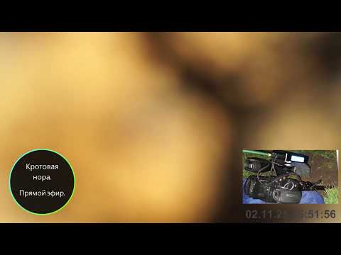 Видео: Кротовая нора