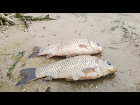 Видео: РЫБАЛКА на ДОНУ с НОЧЁВКОЙ!!! ЛОВЛЯ КАРАСЯ на ФИДЕРА на реке ДОН с НОЧЁВКОЙ!!!