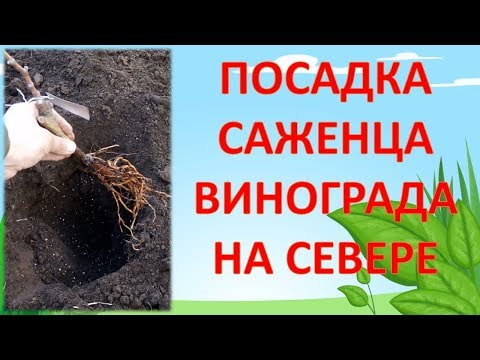 Видео: КАК ПОСАДИТЬ ВИНОГРАД В СРЕДНЕЙ ПОЛОСЕ. Посадочная яма для винограда. Посадка саженца винограда.