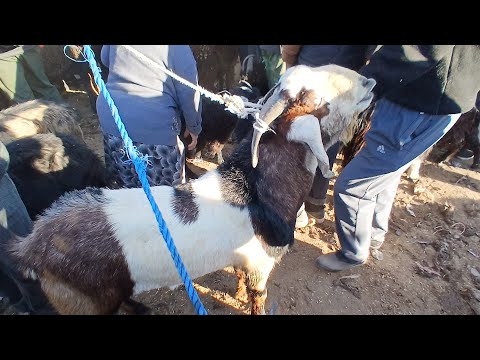 Видео: Нархи буқача моли майда Панҷшанбе бозори н Ёвон