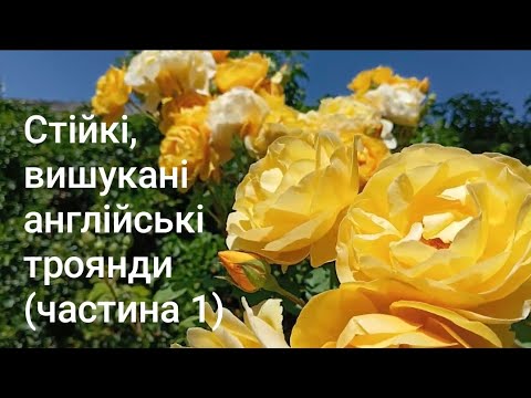 Видео: 🌟💥🤩Прекрасні троянди Остіна:Кроун Принцеса Маргарет,Грехам Томас,Джеф Гамільтон,Манстед Вуд та інші.
