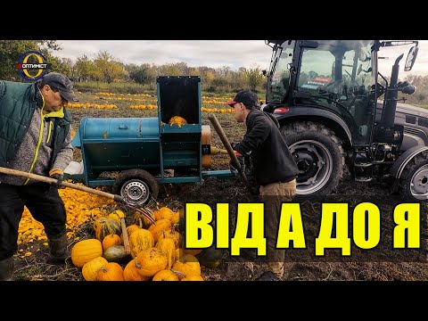Видео: Як заробляються легкі гроші на гарбузах? | Повний процес від поля до насіння