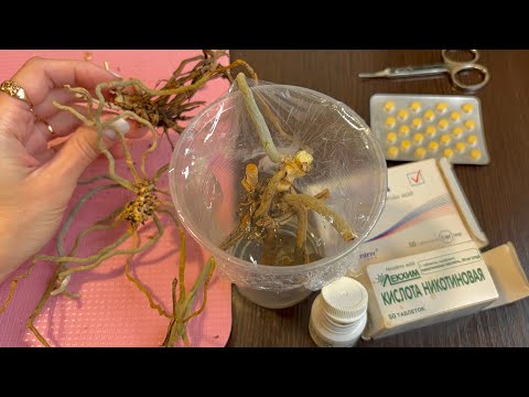 Видео: ДАЖЕ такие орхидеи ОЖИВУТ!