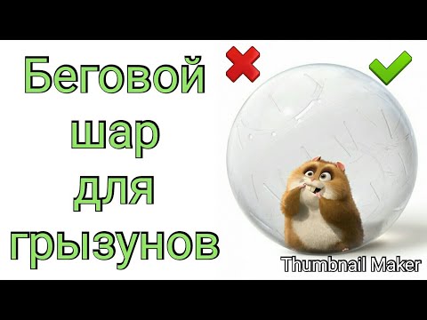 Видео: Беговой шар для грызунов || Как приучить грызуна к беговому шару || + и -