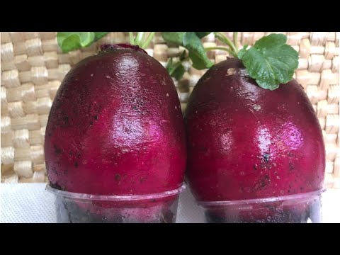 Видео: ВЫРАЩИВАЮ ОГРОМНЫЙ РЕДИС ЗИМОЙ В ОБЫЧНОЙ КОМНАТЕ!