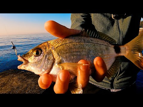 Видео: Сезон Крупного Ласкиря. Морская Рыбалка на Черном Море. Ловля Карася в Ялте.