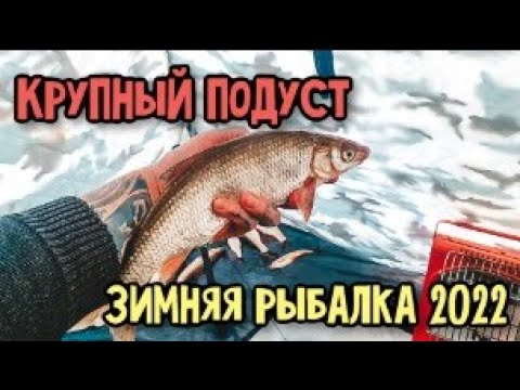 Видео: Вот это Кайф!!! Крупный Подуст На Течении...Зимняя Рыбалка На Мормышку 2022...